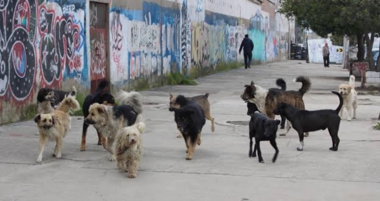 Concejal Rafael Hurtado plantea reglamentar ley de animales y aplicar un sistema de identificación para controlar a perros en Montero